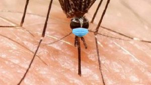 El Mosquito del Nilo deberá llevar mascarilla cuando se pose sobre humanos
